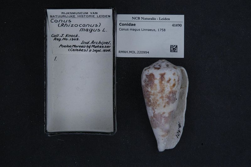 File:Naturalis Biodiversity Center - RMNH.MOL.220994 - Conus magus Linnaeus, 1758 - Conidae - Mollusc shell.jpeg