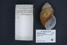 Centrum biodiverzity Naturalis - RMNH.MOL.308891 - Helicostyla (Opalliostyla) smaragdina (Reeve, 1842) - Bradybaenidae - Mollusc shell.jpeg