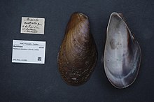 Naturalis Biyoçeşitlilik Merkezi - ZMA.MOLL.412993 1 - Modiolus areolatus (Gould, 1850) - Mytilidae - Mollusc shell.jpeg
