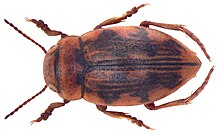 Nebrioporus elegans (پانزر ، 1794) .jpg