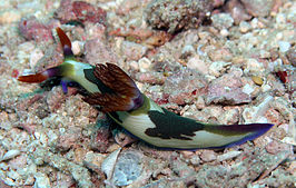 Nembrotha chamberlaini