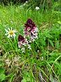 Neotinea ustulata var. aestivalis Germany - Kaiserstuhl - Lilienthal