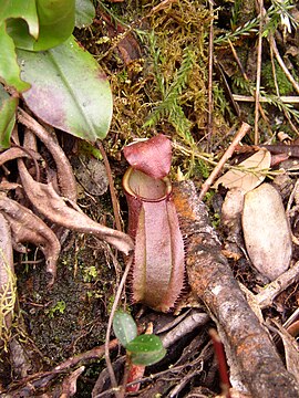 N. rajah × N. tentaculata