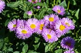 Erigeron speciosus Asteracea Aspen fleabane