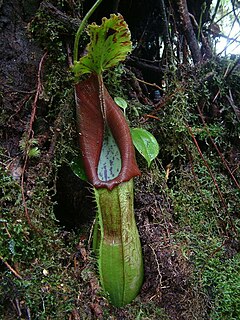 <i>Nepenthes naga</i> species of plant