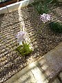 Nerine filifolia (Amaryllidaceae) plant.JPG