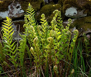 New male ferns in spring