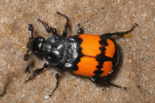 Nicrophorus vespilloides5