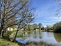 2 verwachsene Flatterulme (Ulmus laevis) (Baumgruppe)