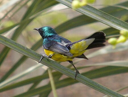 Nile Valley Sunbird in Plants.jpg