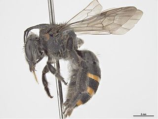 <i>Nomia aurantifer</i> Species of bee