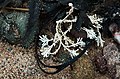 Not sure what this is. a sea fan? (7974354749).jpg