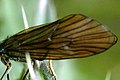 N.ciliaris wing