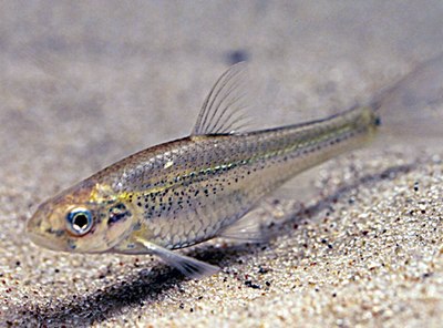 Notropis girardi.jpg