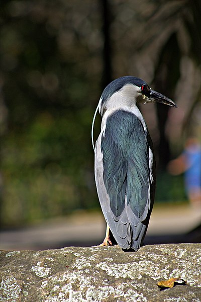 File:Nycticorax nycticorax -Parque del Este, Caracas, Venezuela-8.jpg