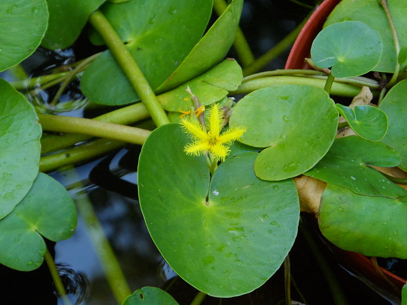 File:Nymphoides thunbergiana, Walter Sisulu NBT.jpg