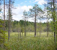 The Turvesuo area is located near the golf field. Nyrola - swamp.jpg