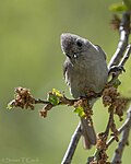 Thumbnail for File:Oak Titmouse (51963571064).jpg