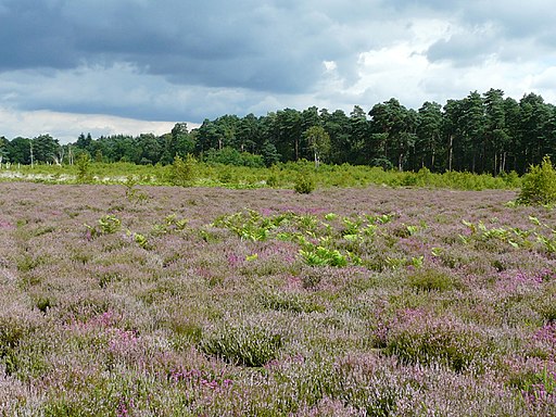 Ockley Common - geograph.org.uk - 3155972