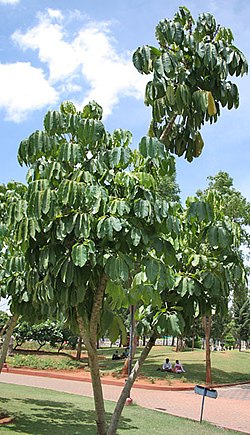 Octopus Tree (Schefflera actinophylla) at Hyderabad, AP W 283.jpg