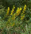 Odontites luteus Germany - Tauberland