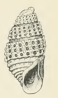 <i>Odostomia oonisca</i> Species of gastropod