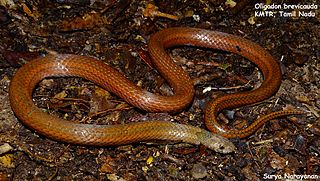 <i>Oligodon brevicauda</i> Species of snake
