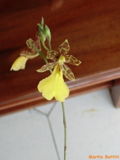 Miniatura para Oncidium graminifolium