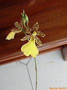Oncidium graminifolium