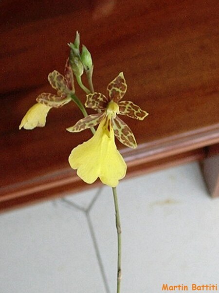 Oncidium_graminifolium