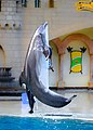 * Nomination One of the last captivated Dolphins of Canada --Wasiul Bahar 18:00, 10 November 2022 (UTC) * Decline Striking composition. Needs noise reduction. Add a Category for the location. --Tagooty 02:01, 11 November 2022 (UTC)  Oppose Way too noisy --SHB2000 02:43, 12 November 2022 (UTC)