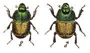 Miniatura para Onthophagus vacca