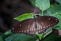 * Nomination Open wing basking position of Papilio castor (Westwood, 1842) - Common Raven (Female) --ManaskaMukhopadhyay 07:27, 5 November 2022 (UTC) * Promotion  Support Good quality. --FlocciNivis 11:52, 5 November 2022 (UTC)