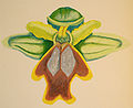 Ophrys lutea ssp. galilaea (as syn. Ophrys subfusca ssp. liveranii) Enrico & Paolo Blasutto Orchidaceae drawings (2010)