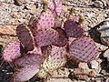 Miniatura para Opuntia gosseliniana