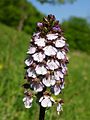 Orchis purpurea Germany - Saarland
