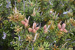 Description de l'image Orites revoluta - Proteaceae.JPG.