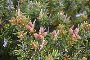 Beskrivelse av bildet Orites revoluta - Proteaceae.JPG.