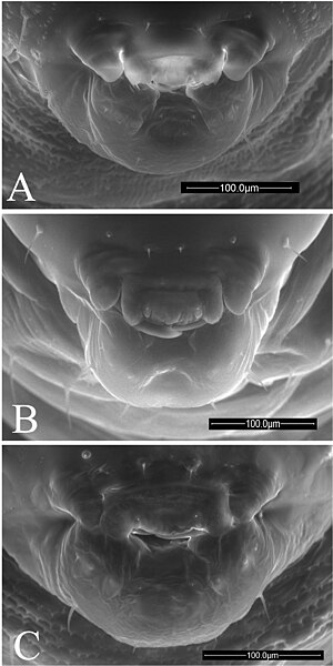 File:Ormyridae (10.3897-zookeys.644.10035) Figure 10.jpg