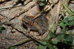 Bilde Beskrivelse Ornate Pygmy Frog (Microhyla fissipes) 2.jpg.