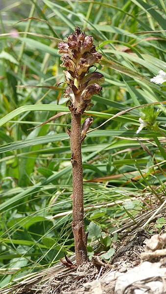 File:Orobanche reticulata 240708.jpg