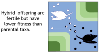 <span class="mw-page-title-main">Outbreeding depression</span> Reduced biological fitness