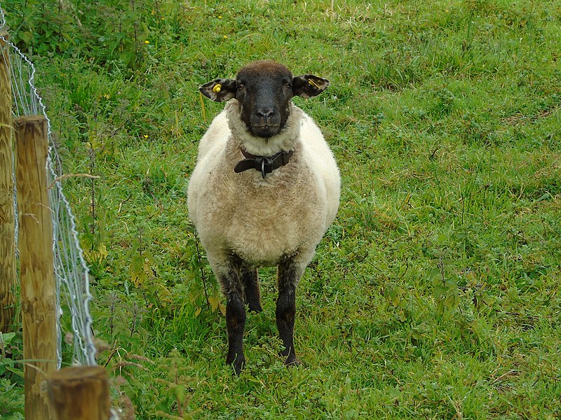 File:Ovis orientalis aries.003 - Ribadeo.jpg