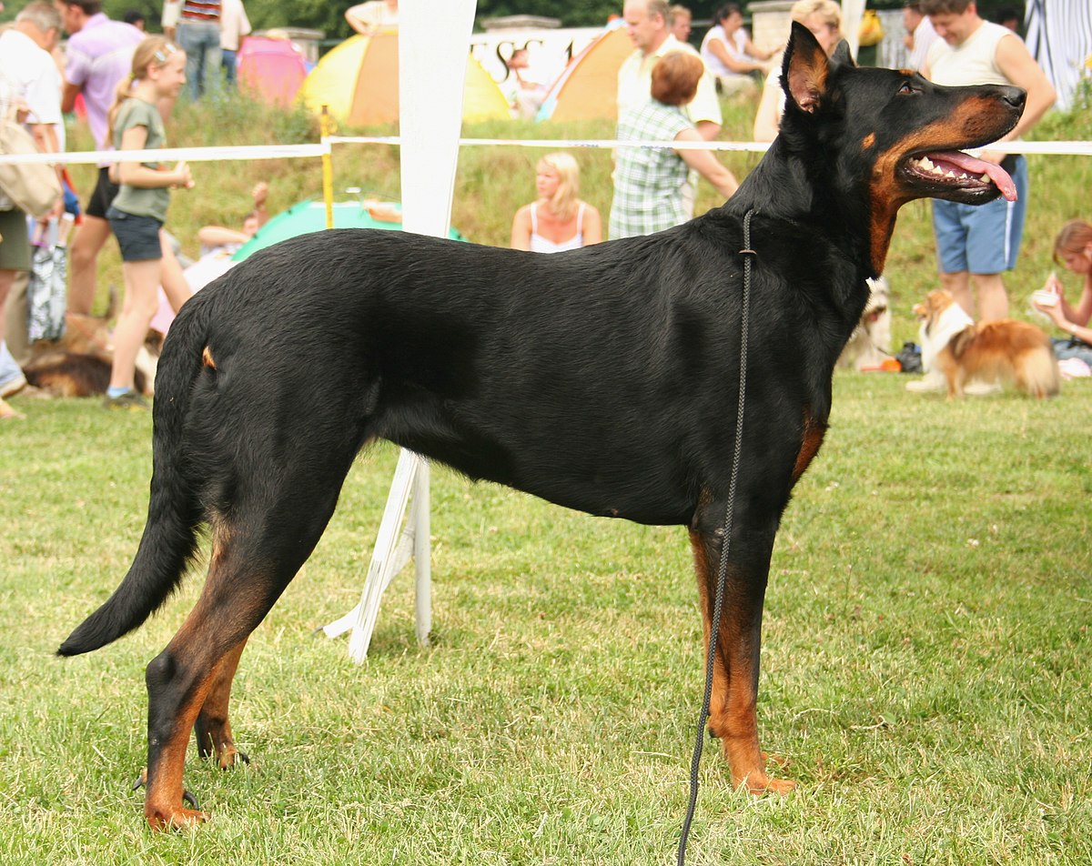 File:Owczarek francuski beauceron  - Wikipedia