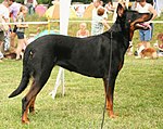 Owczarek francuski beauceron 009pl.jpg