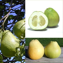 Owoce Pomelo.jpg