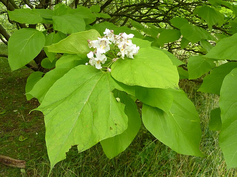 File:P1000271 Catalpa bignonioides (Aurea) (Begoniaceae) Leaf.JPG