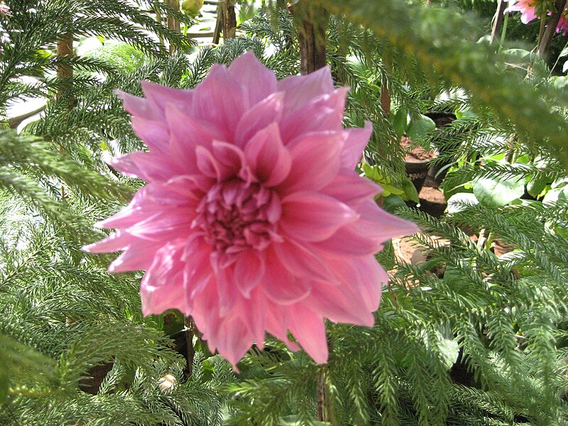 File:PINK ROSE.JPG