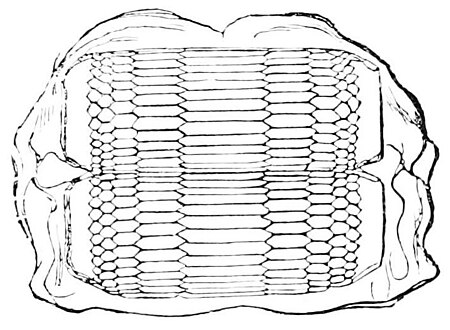 Tập_tin:PSM_V11_D544_Teeth_of_sting_ray.jpg