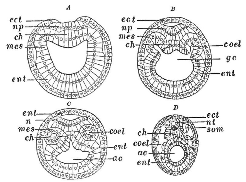 File:PSM V84 D536 Facts and factors of development fig12.jpg